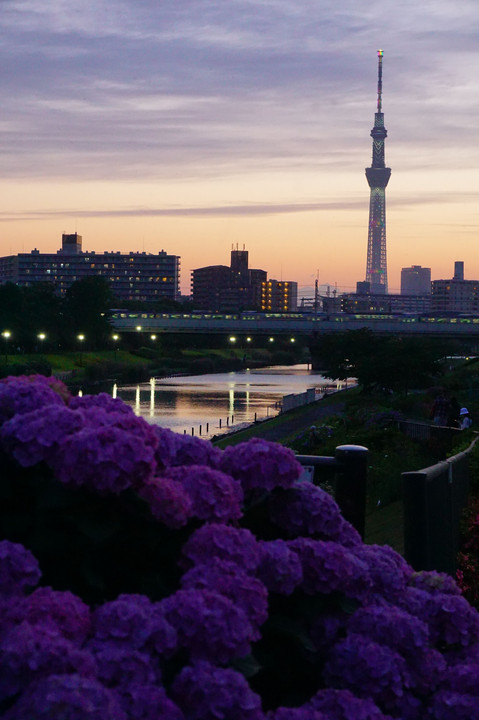 夕暮れのスカイツリーと紫陽花