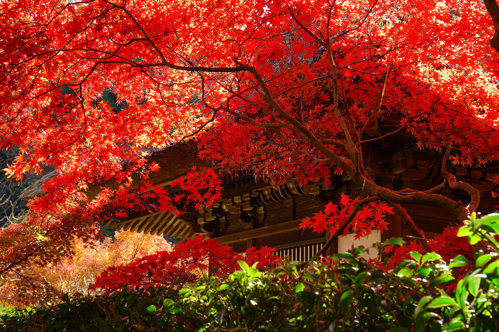 鎌倉の紅葉