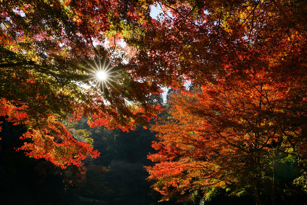 鎌倉の紅葉