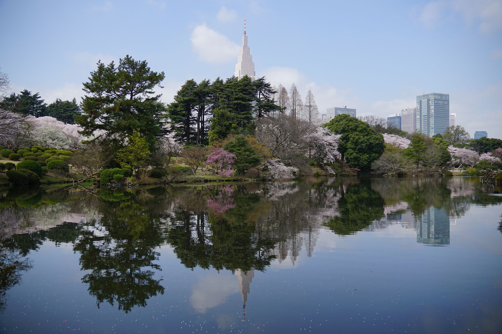 春の新宿御苑