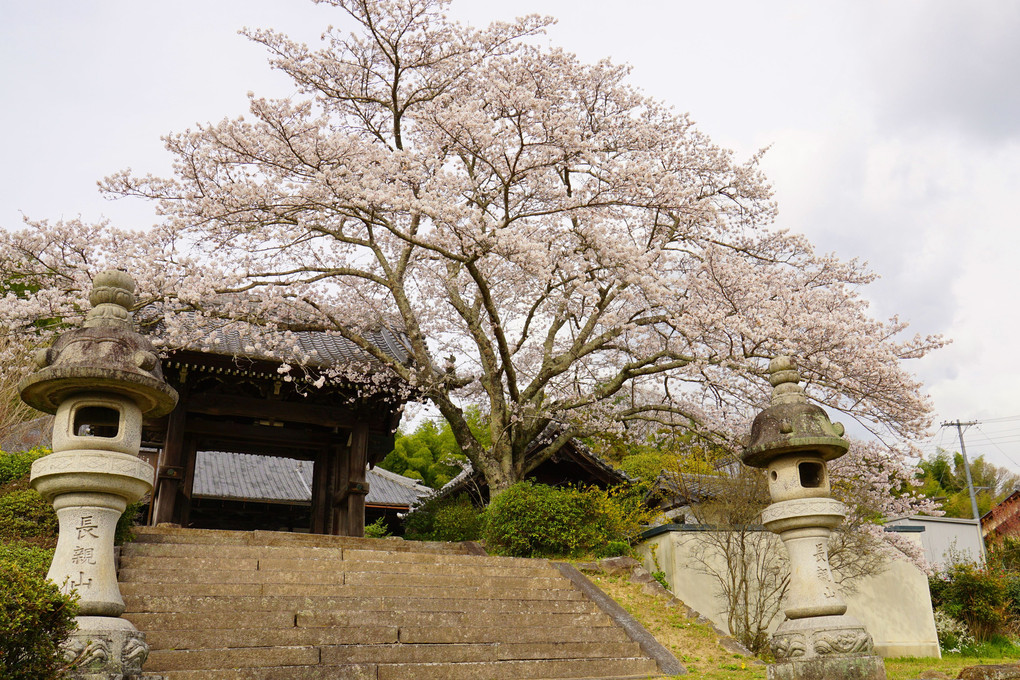 お寺の一本桜