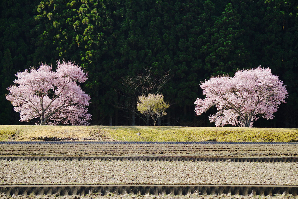 奥三河の桜