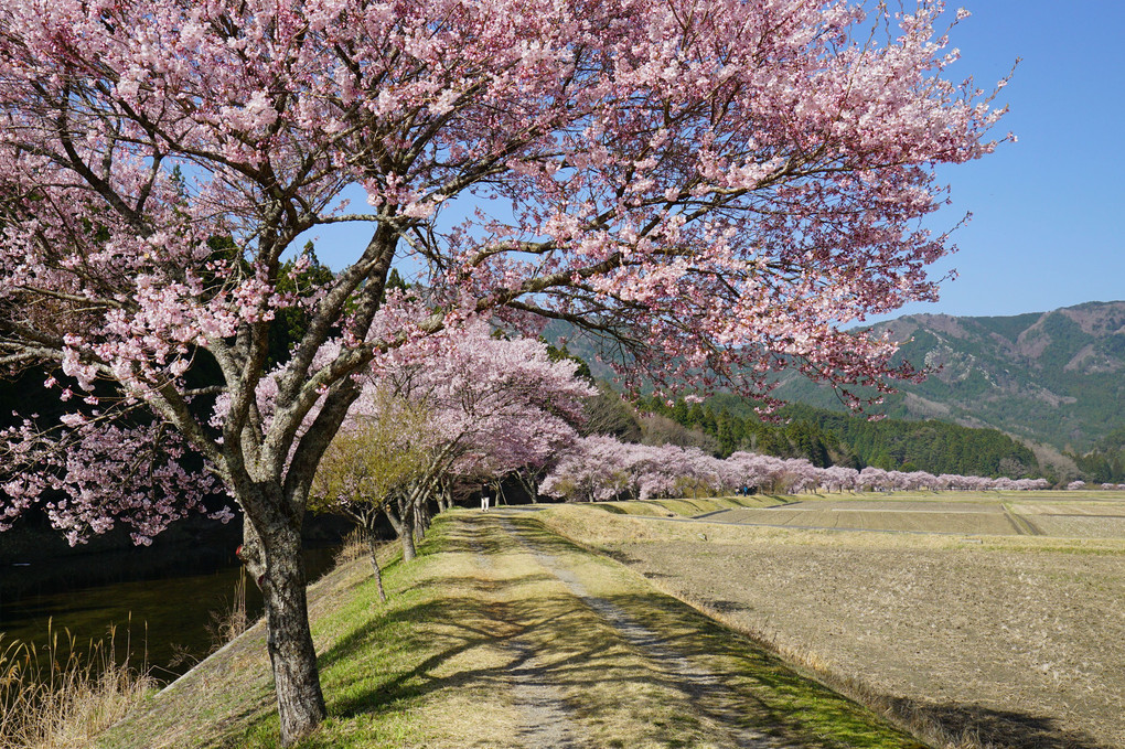 奥三河の桜