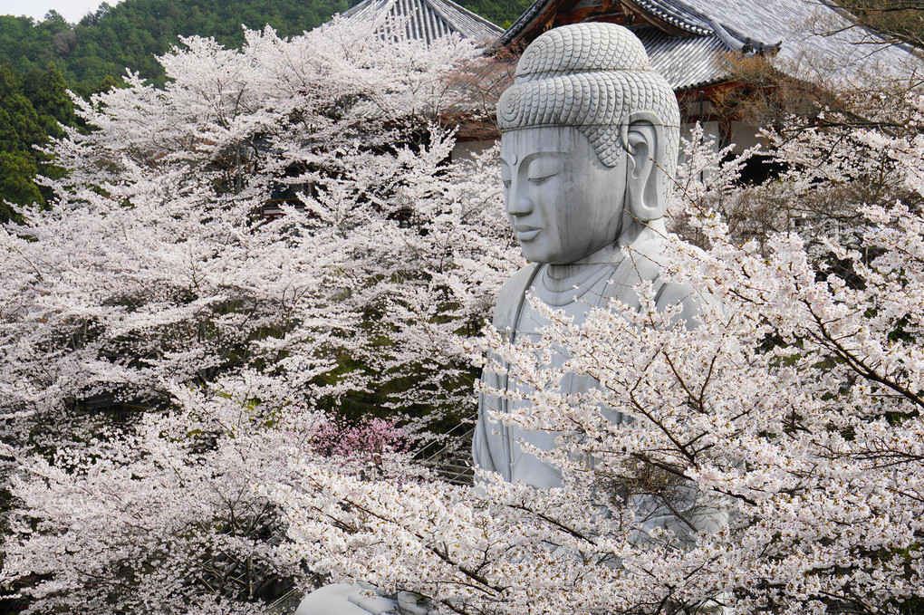 壺阪寺の桜