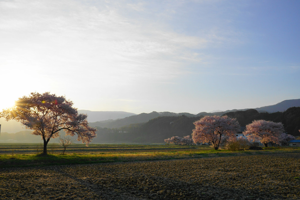 長野の桜