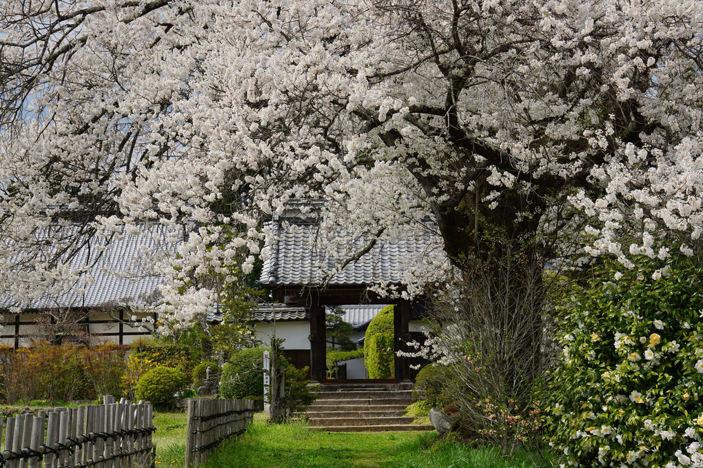 長野の桜