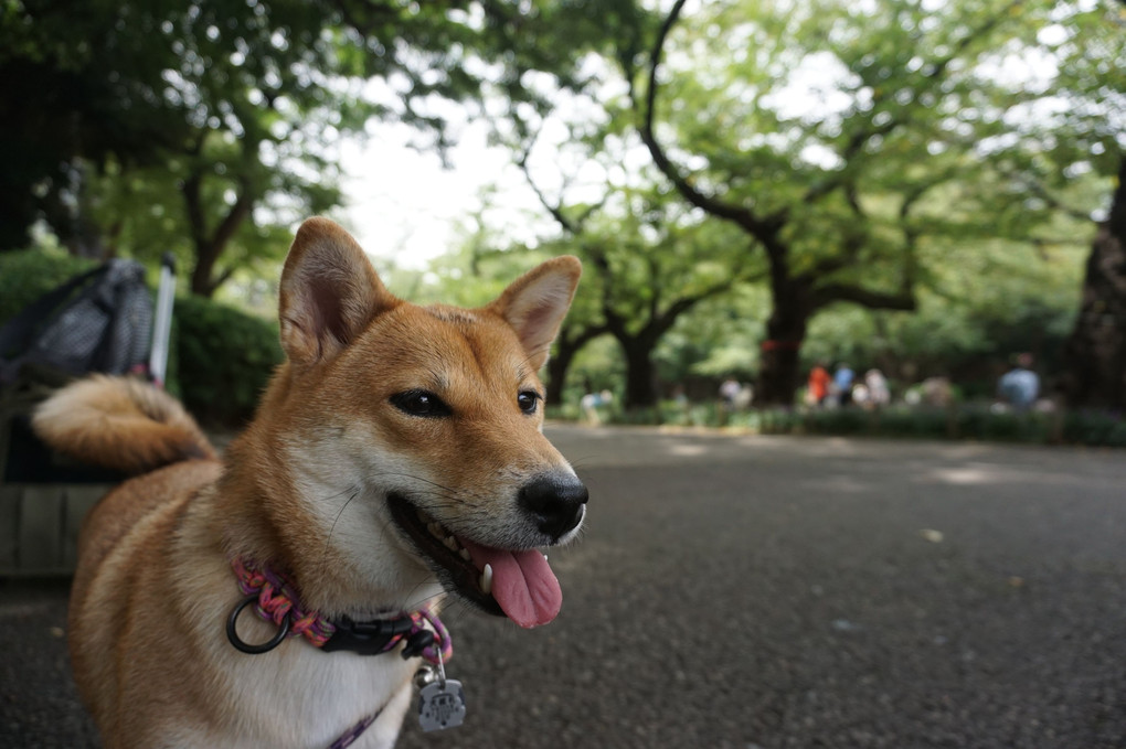 上野公園にて