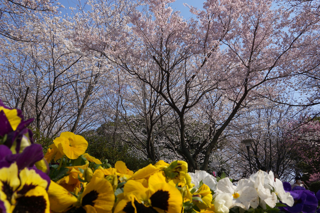 春の公園