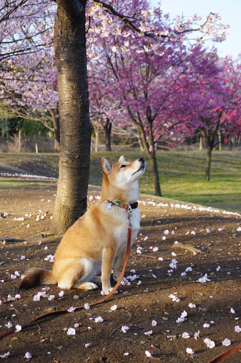 お散歩シリーズ～いつかの桜～