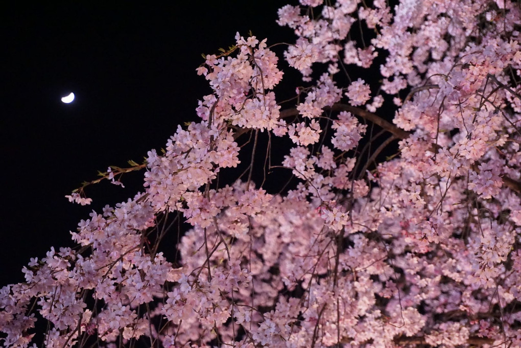 夜桜にお月さん