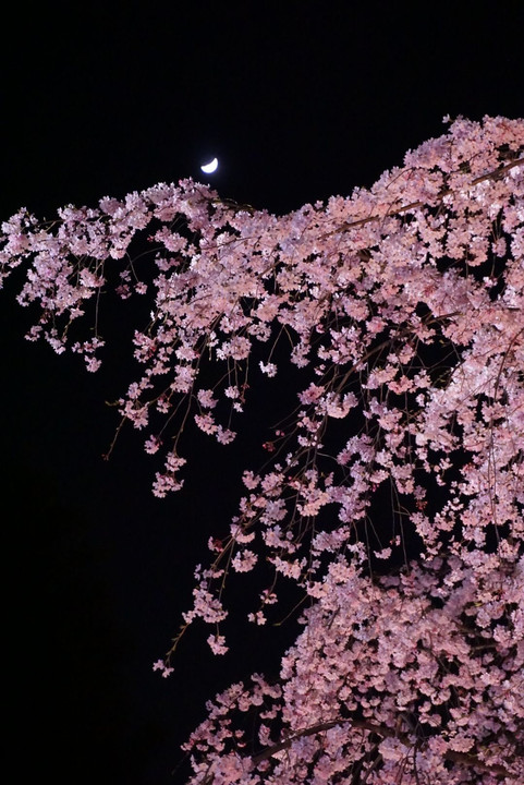 夜桜にお月さん