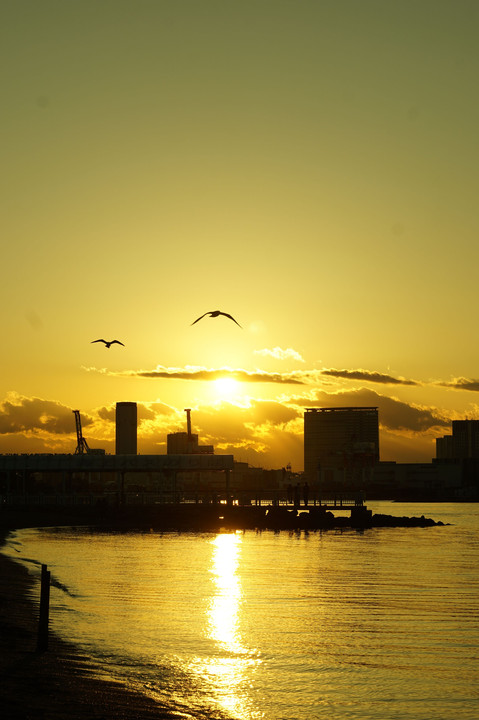 ゆりかもめ、夕日の舞