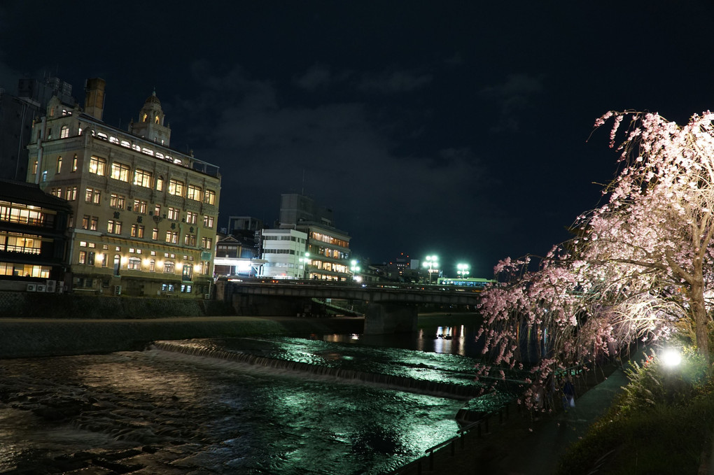 四条大橋夜桜