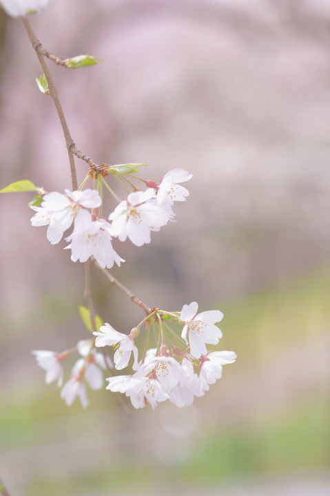 桜いろいろ