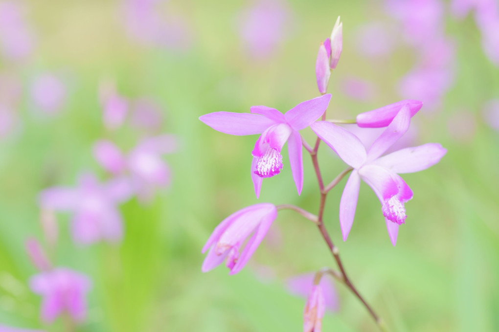 春の植物いろいろ