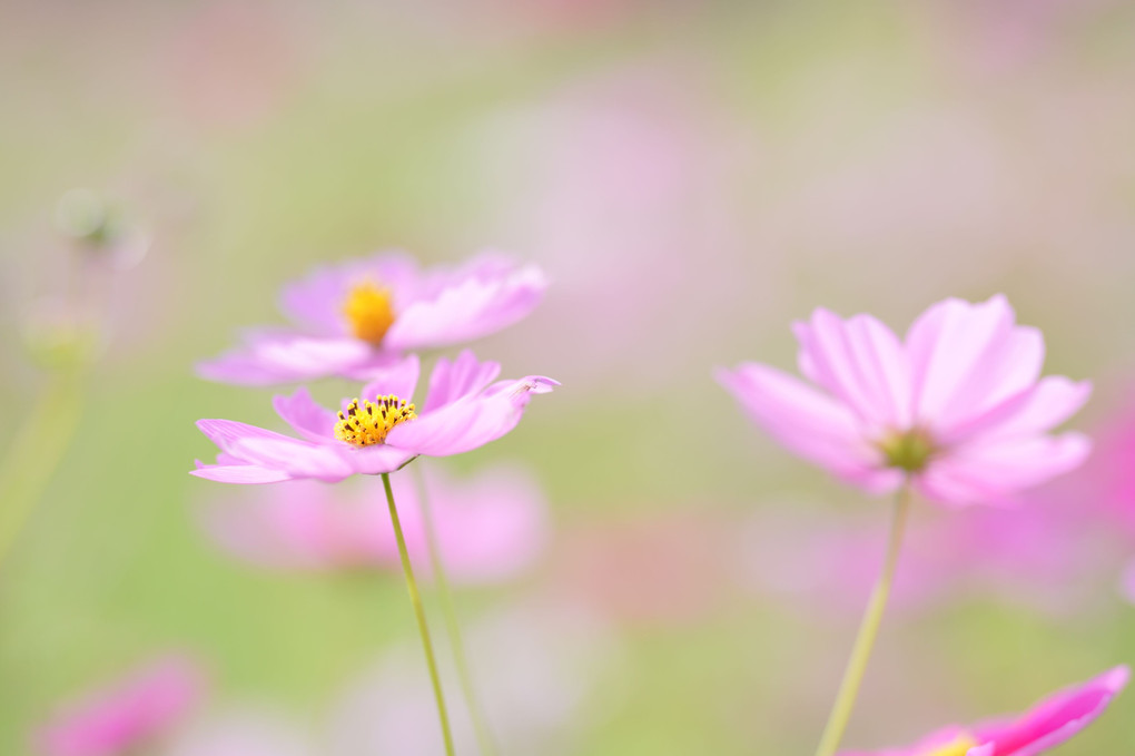 秋桜