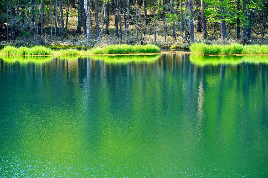 新緑の湖映