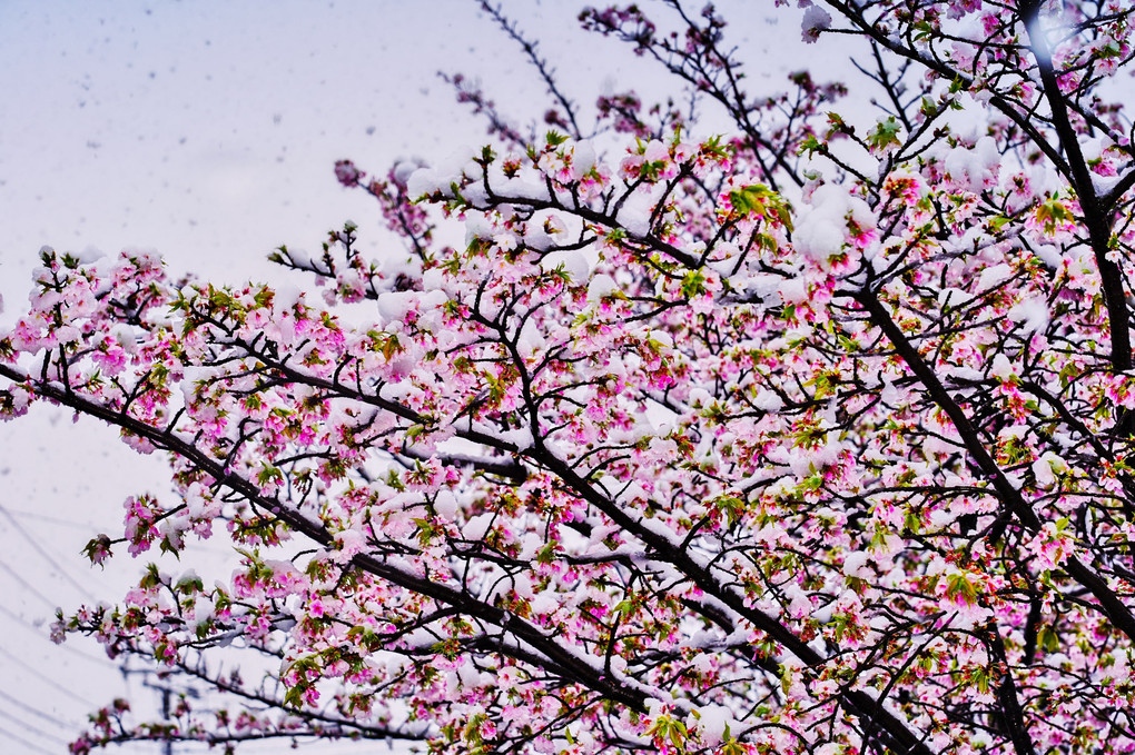 春雪と桜