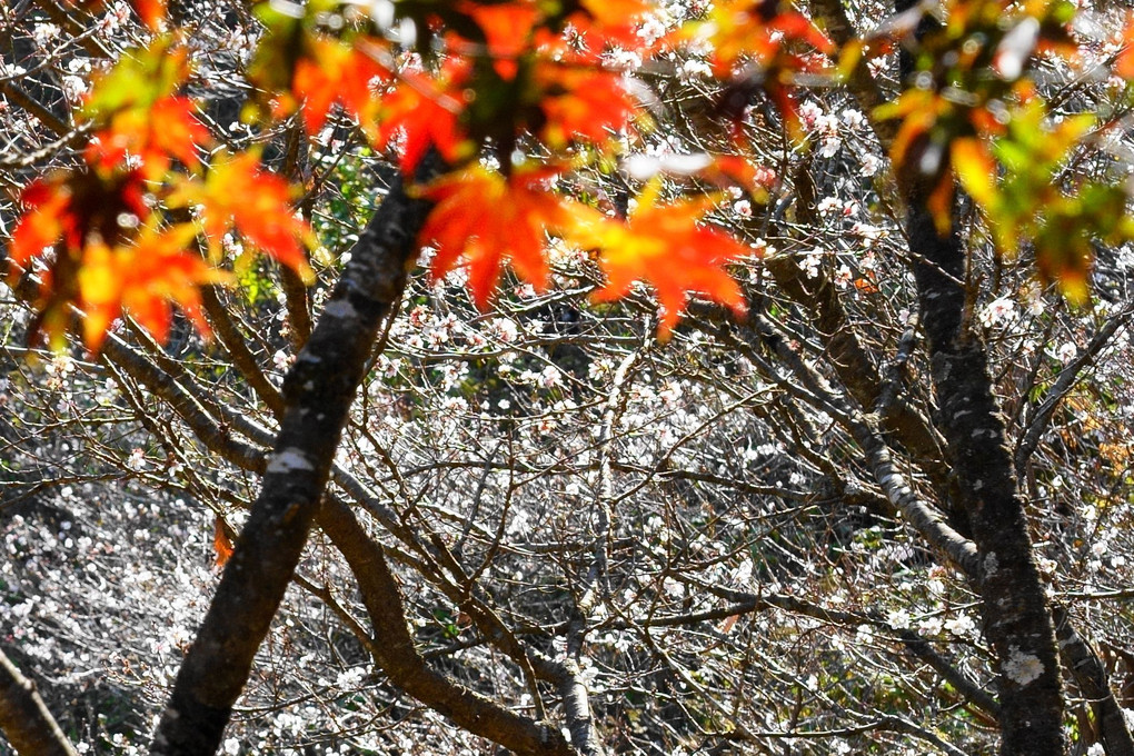 桜と紅葉の共演