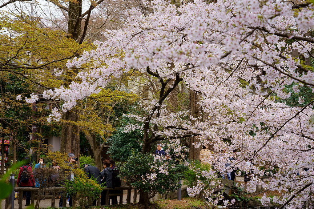 井の頭公園　満開の桜
