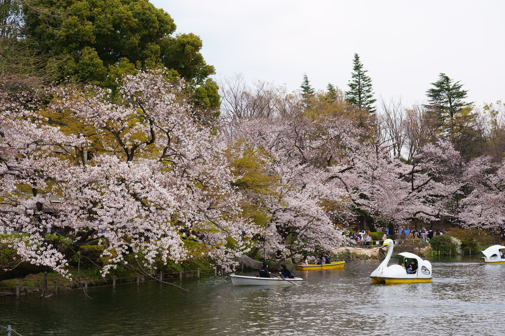 井の頭公園　満開の桜