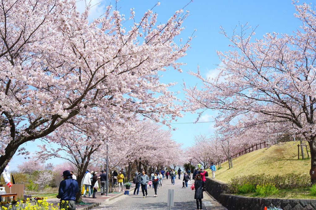 桜の温もり