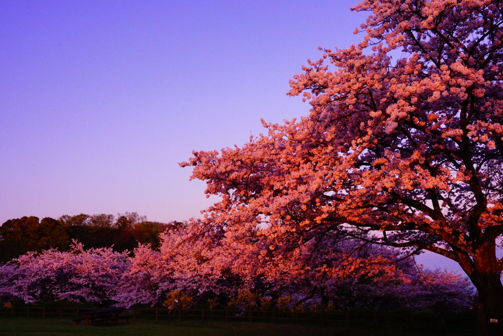 〜夕焼け色に染まる桜〜