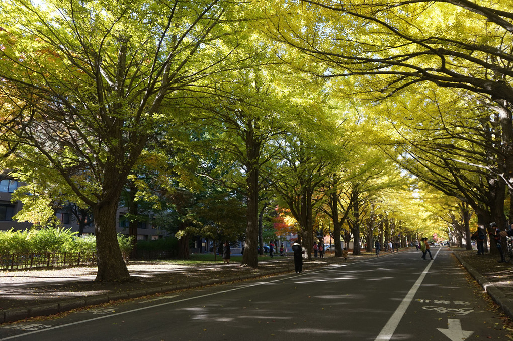 北海道大学　銀杏並木