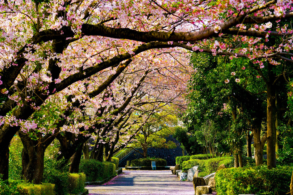 日曜の午後、公園、春