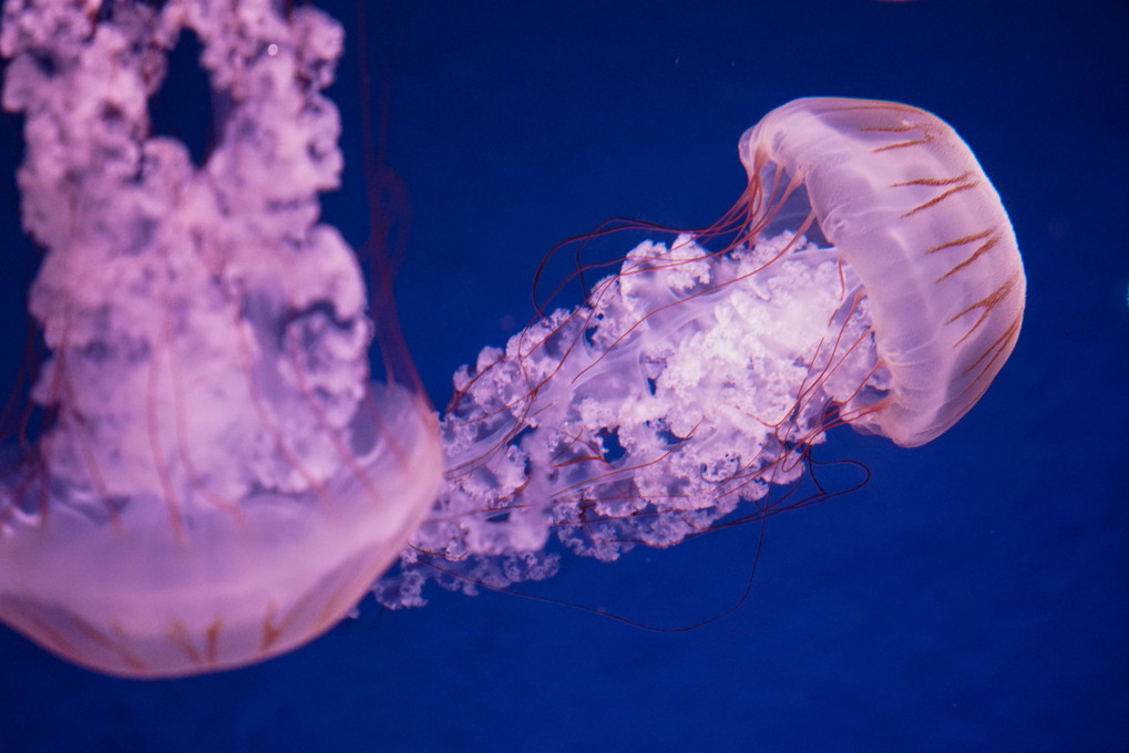 Jelly Fish