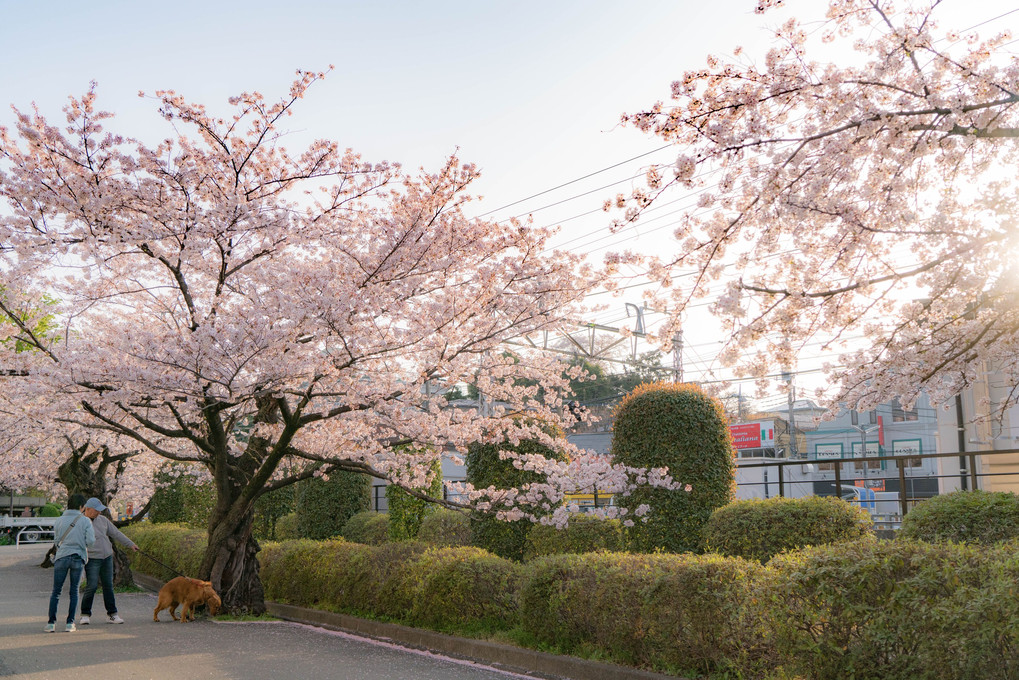 朝散歩～桜並木
