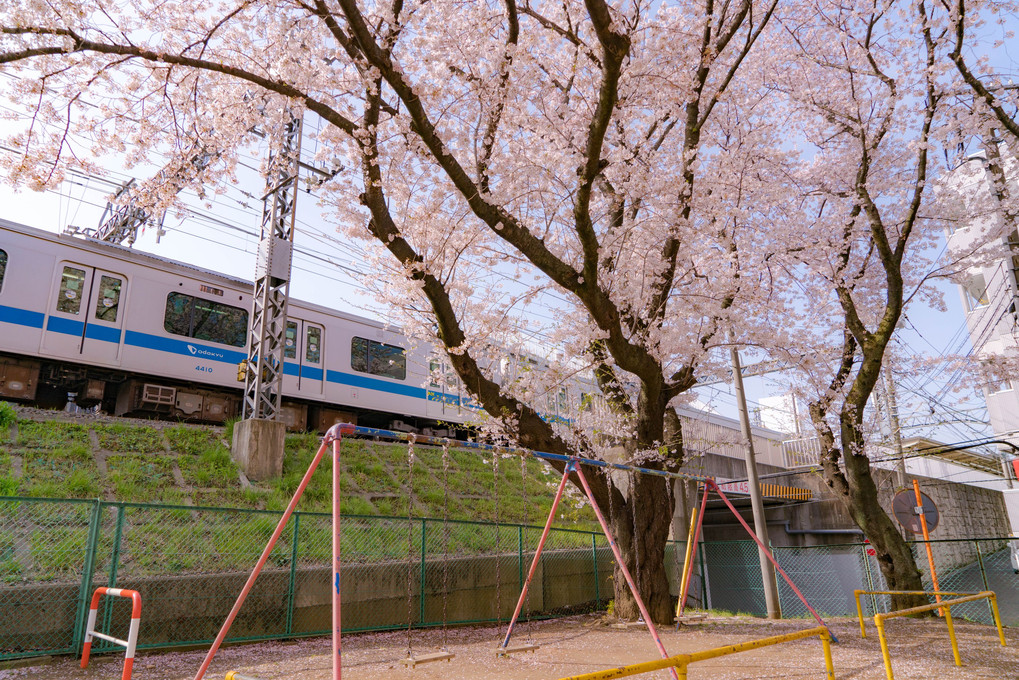 桜×小田急　於伊勢原金山公園