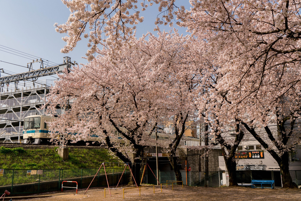 桜×小田急　於伊勢原金山公園
