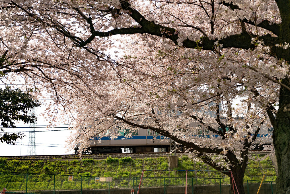 桜×小田急　於伊勢原金山公園