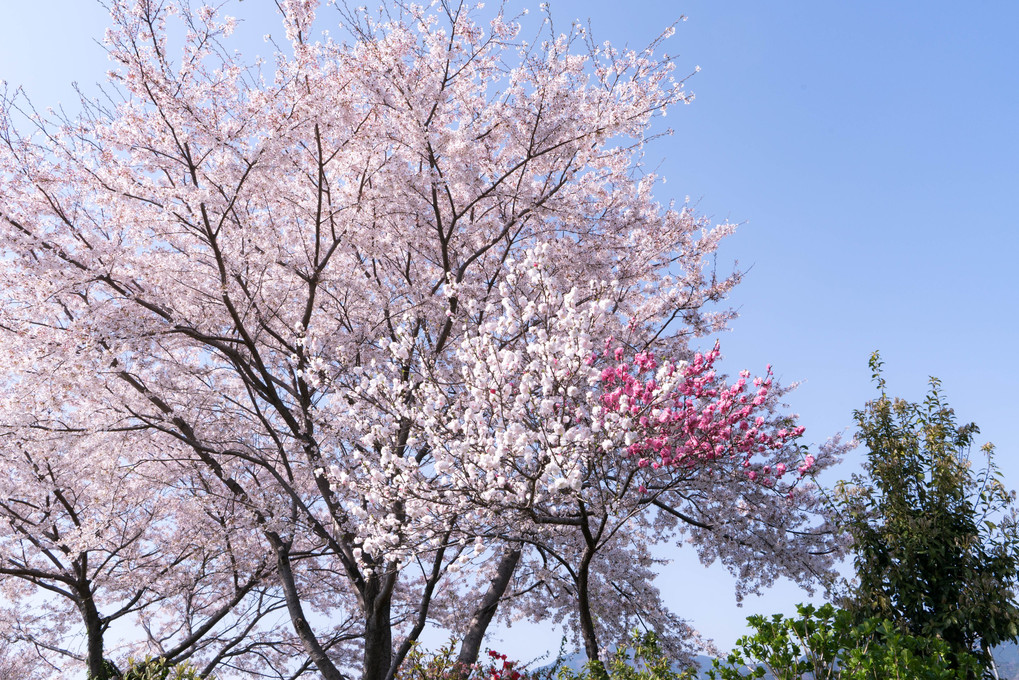 川沿いの桜