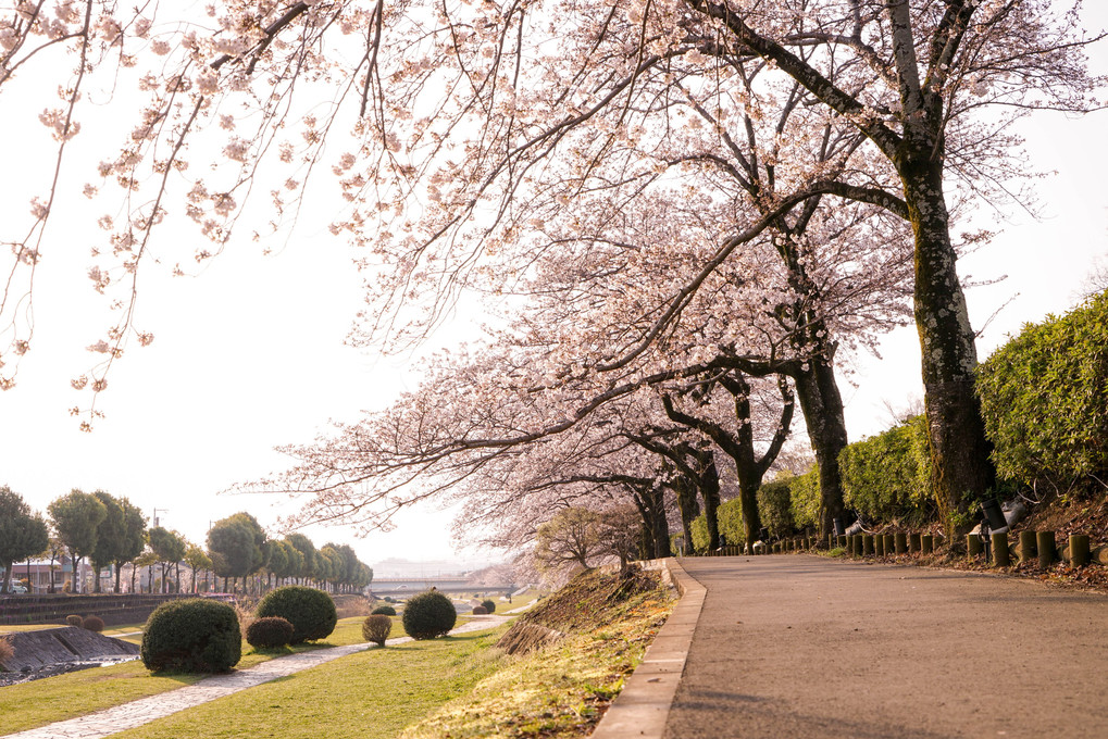 川沿い、桜の下を歩く
