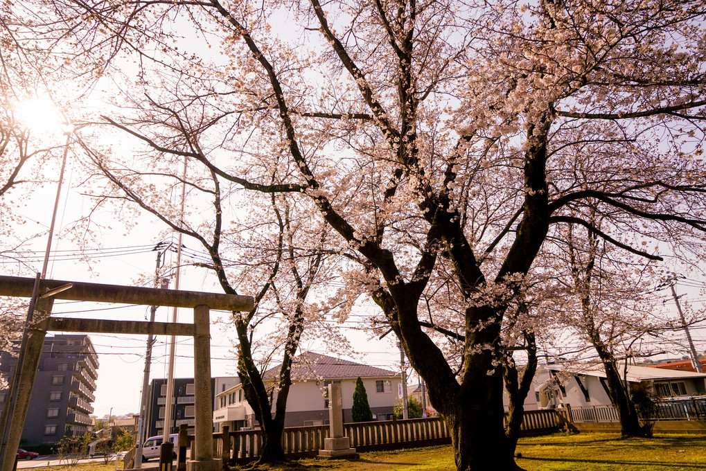 近くの神社の桜