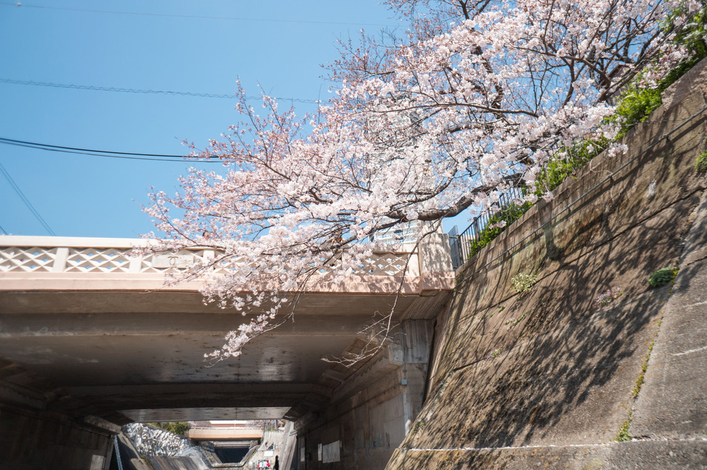 Cherry Blossom -Ikutagawa Park-