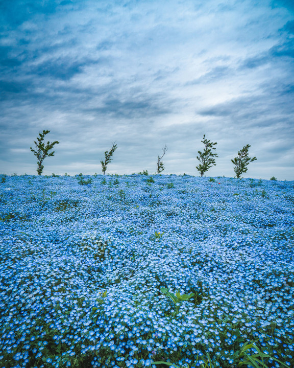 Nemophila