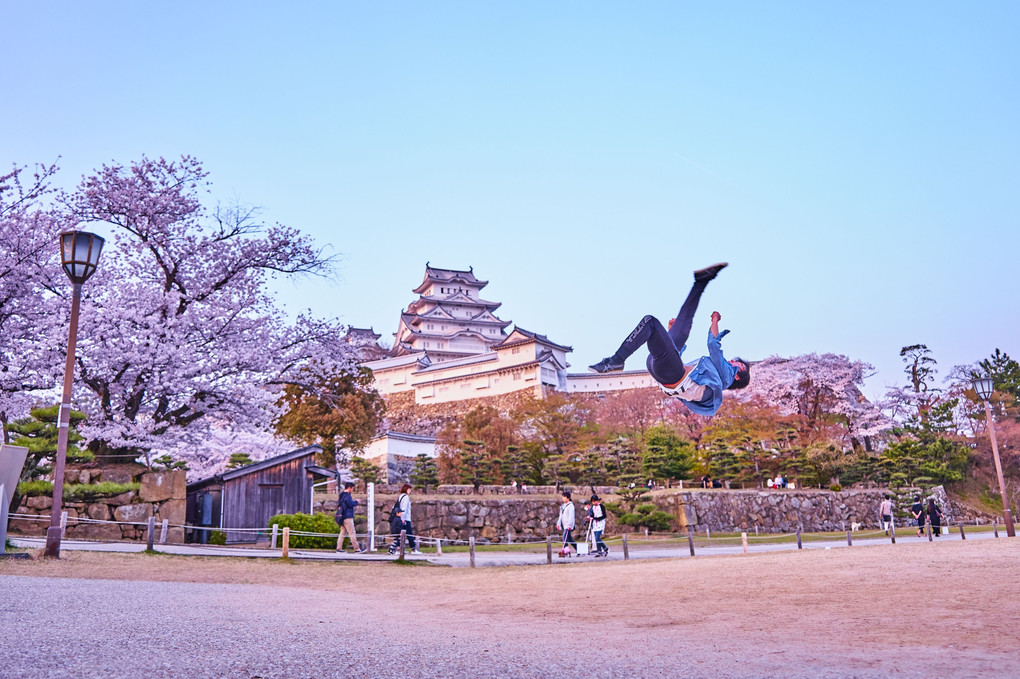Cherry Blossom "Himeji castle"