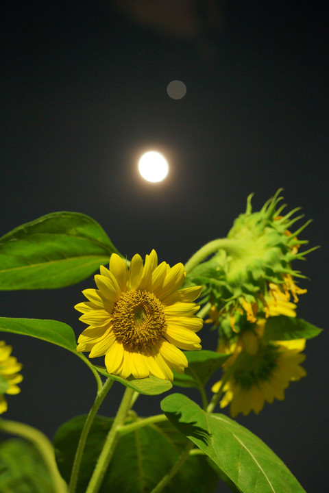 木星と月と向日葵と