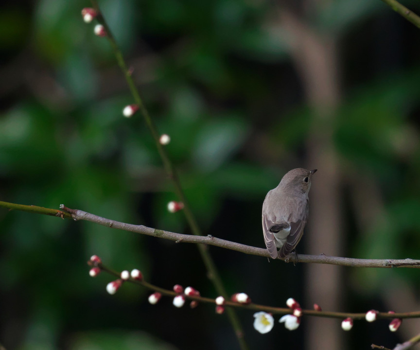 ニシオジロビタキ ♀ の初撮り