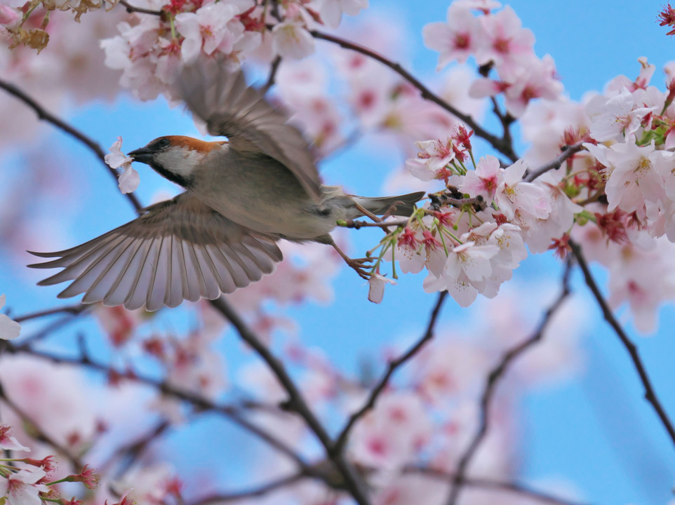 ニュウナイスズメのサクラッパ（桜ラッパ）