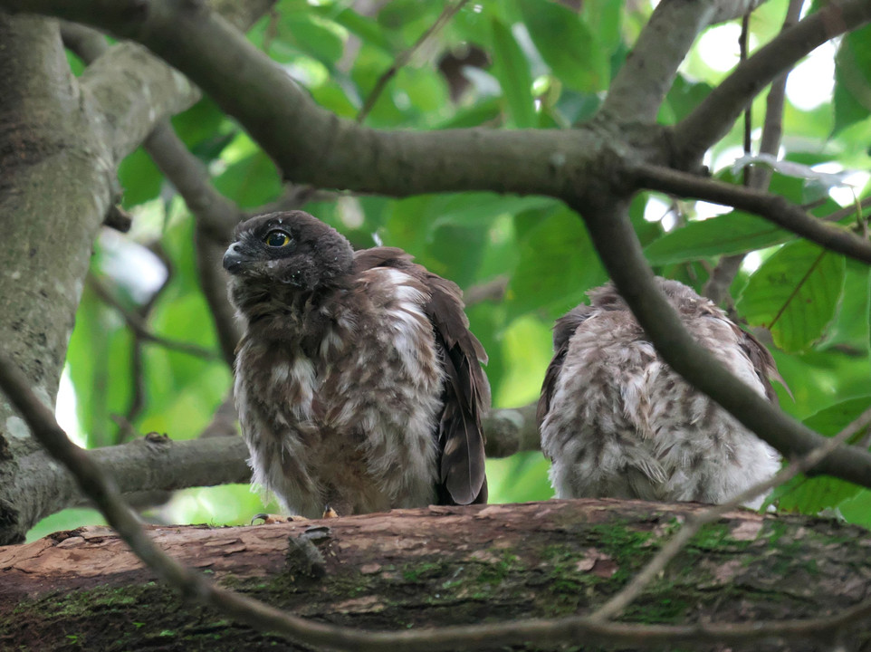 アオバズク（青葉木菟）の幼鳥