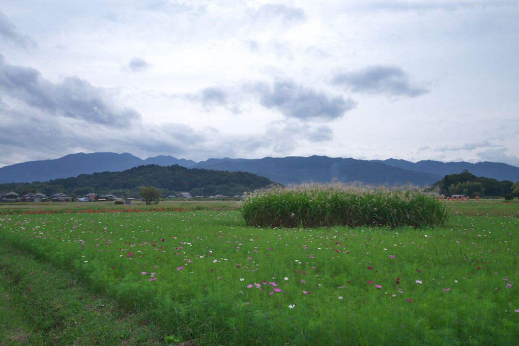 藤原宮跡の旬