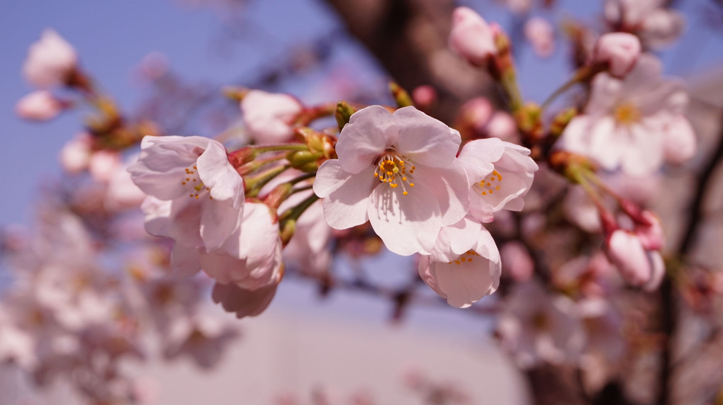 咲き始めの桜2017