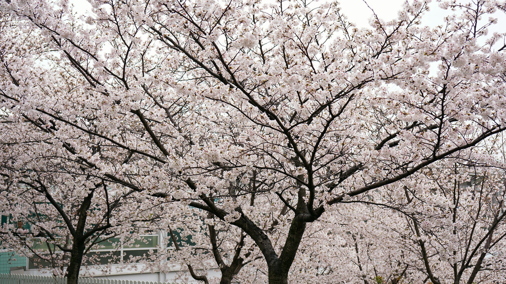 雨と桜