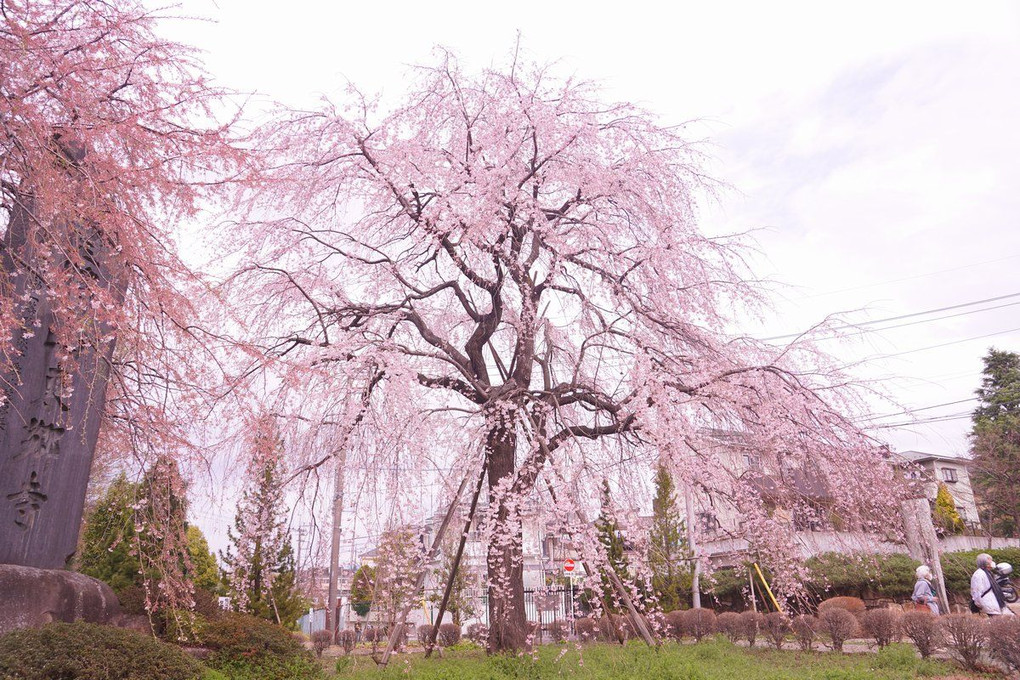 東郷寺のしだれ桜