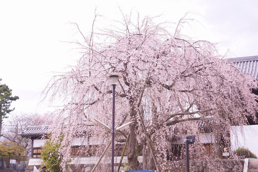 東郷寺のしだれ桜