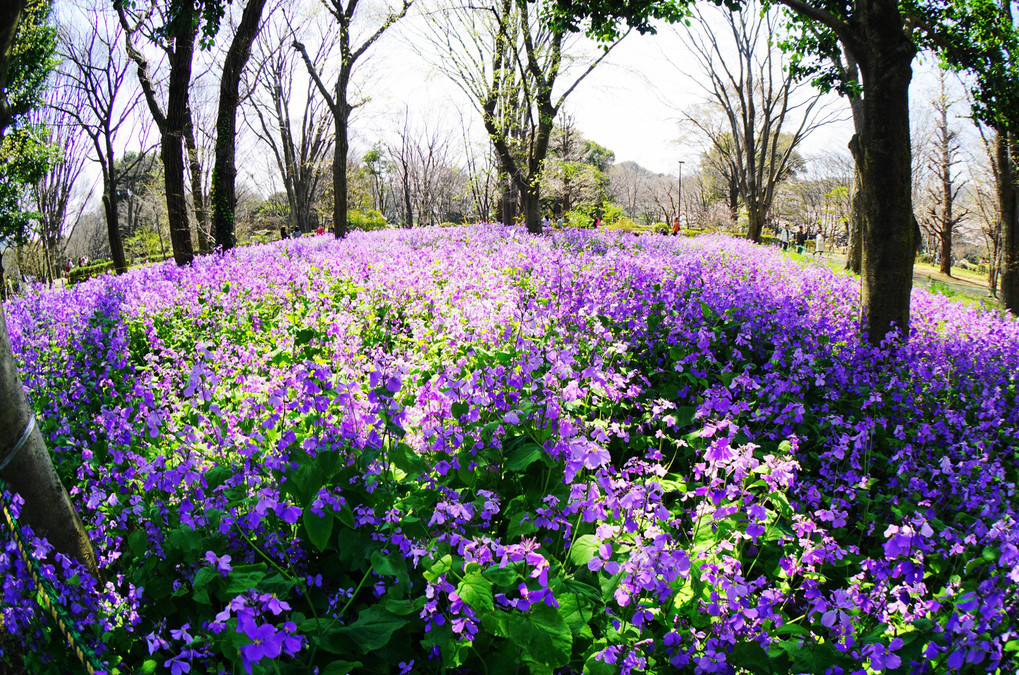 紫大根のお花畑